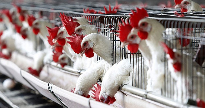 زراعة غزّة لـ"خبر": أسعار الدجاج لن تشهد انخفاضاً يُراعي ظروف المواطنين في الفترة الراهنة