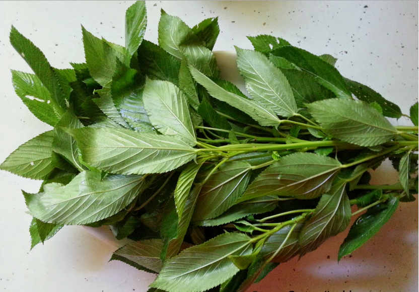 فوائد الملوخية