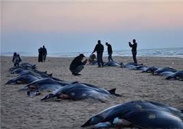 اسماك الوطواط تغزو شواطئ غزة