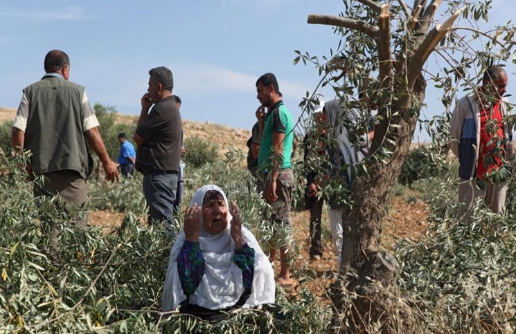 مستوطنون يقتلعون أشجار زيتون في دير الحطب