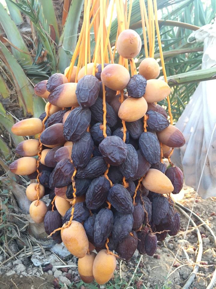أريحا: لقاء تشاوري لدعم صغار مزارعي النخيل