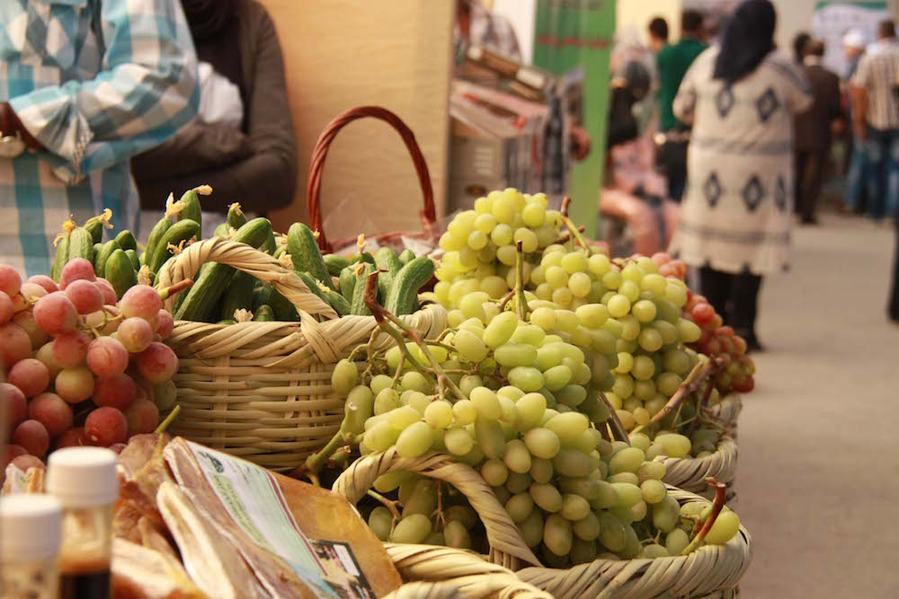 إنهاء التحضيرات لإقامة مهرجان العنب الفلسطيني بالخليل