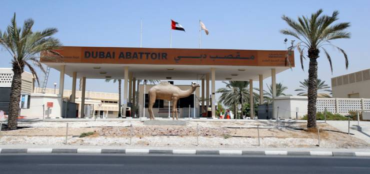 فقط في دبي.. الاضاحي تذبح الكترونيا