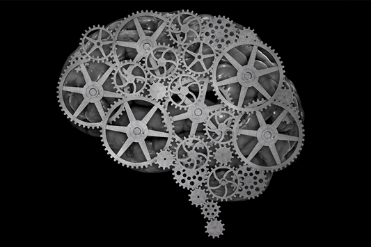 علماء يتمكنون من تطوير أدمغة مصغرة باستخدام خلايا بشرية