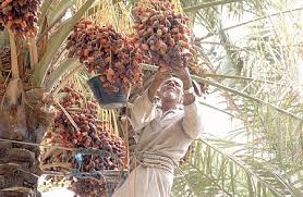 محافظ أريحا يعلن عن انطلاق موسم قطف التمور