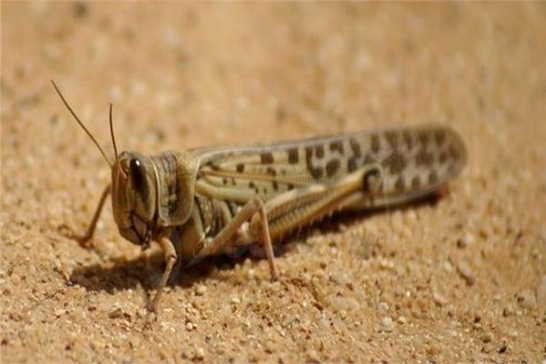 الجراد الصحراوي يدخل الأردن والرياح تساعد على استمرار حركته