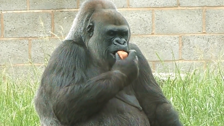 "ملاكم" شهير يعرض 10 آلاف $ لمنازلة "غوريلا"