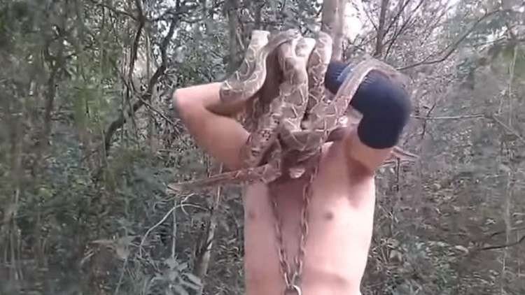 شاهدوا: "ثعبان النينجا" يحشر 6 أفاع سامة في فمه!