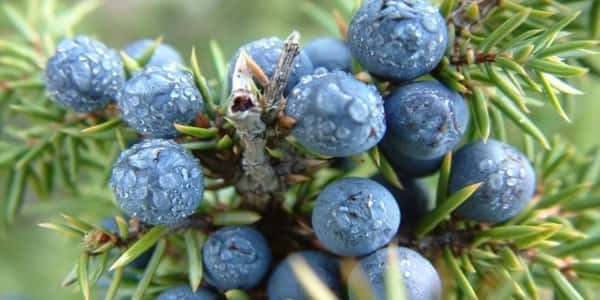 تعرفوا على: فوائد عشبة "العرعر"