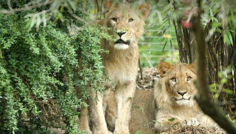 بالفيديو: 10 مشاهد تحبس الانفاس في "حديقة الحيوان"