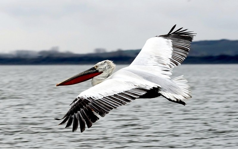 شاهدوا بالفيديو: طرائف الطيور "بجعة" تنتقم من "سجّانها" وتهرب!