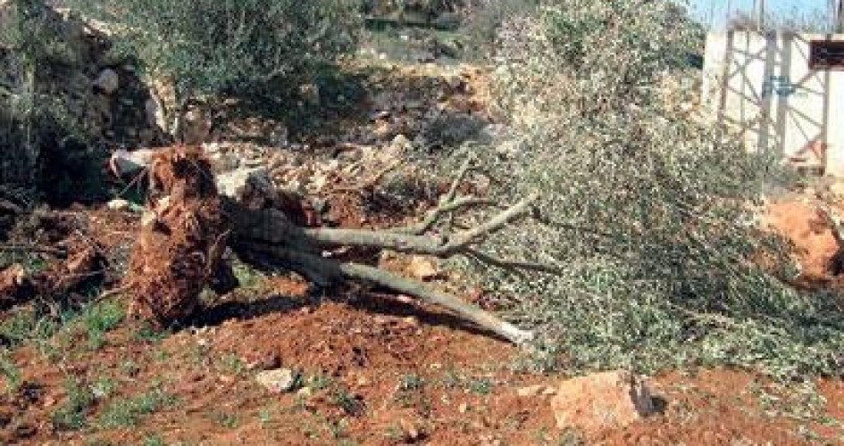 مستوطنون يقتلعون أشتال الزيتون ويدمرون معدات زراعية جنوب نابلس