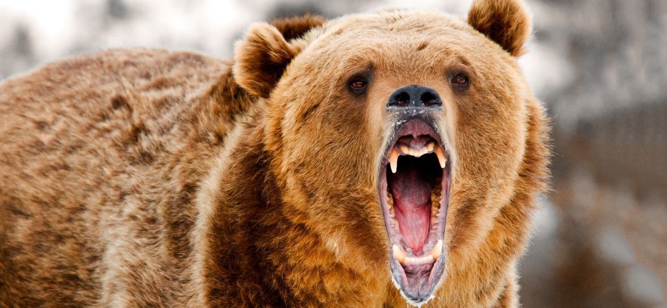 بالفيديو : معركة بين "دب مفترس" وعامل غابات