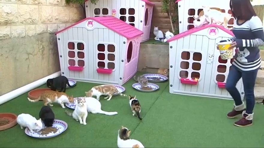 شاهدوا بالفيديو:  "فلسطينية" تحول حديقة منزلها إلى ملجأ حقيقي لـ "الحيوانات الضالة"