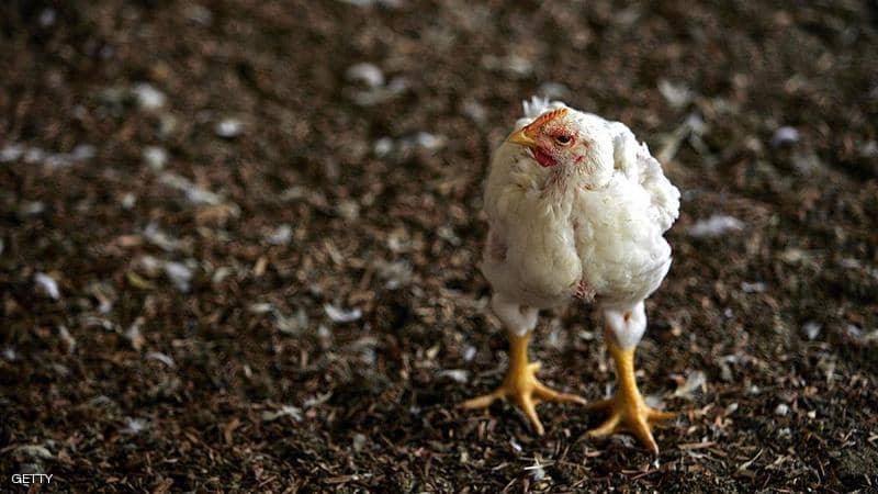 الدجاج انتصر على ثعلب