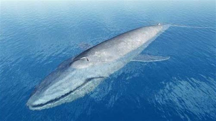 بالفيديو: في مشهد مرعب يحبس الأنفاس "حوت" يبتلع غواصا ثم يبصقه