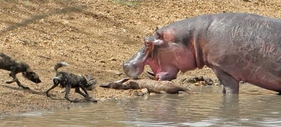 شاهدوا: معركة البقاء "الضباع" تفترس غزالا أنقذه "فرس نهر" من الغرق!