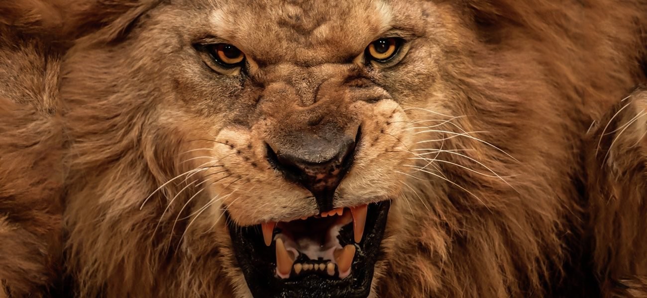 شاهدوا بالفيديو: معركة شرسة بين "أسود ولبؤات"