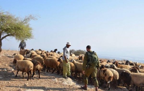 مستوطنون يطردون رعاة الأغنام في الأغوار الشمالية