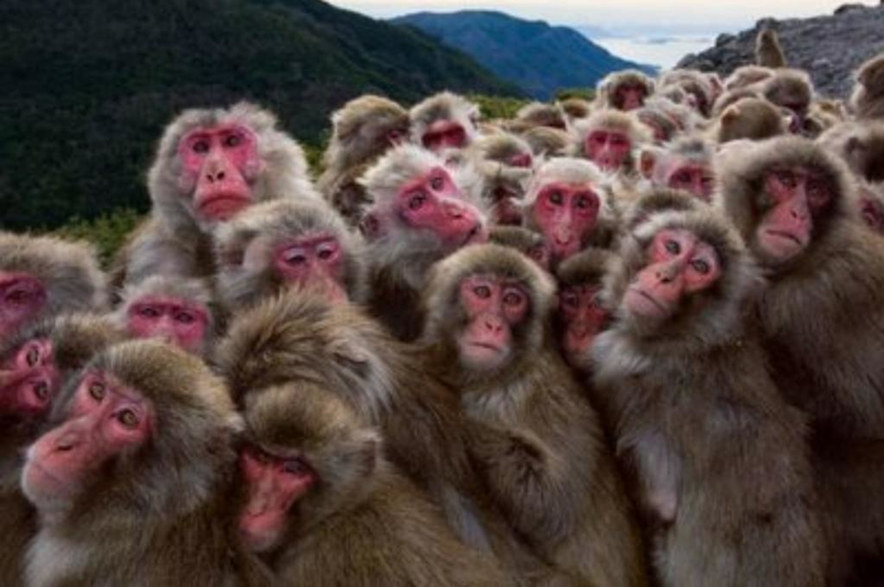 شاهدوا بالفيديو:  "قرود" تهاجم الناس في "السعودية"