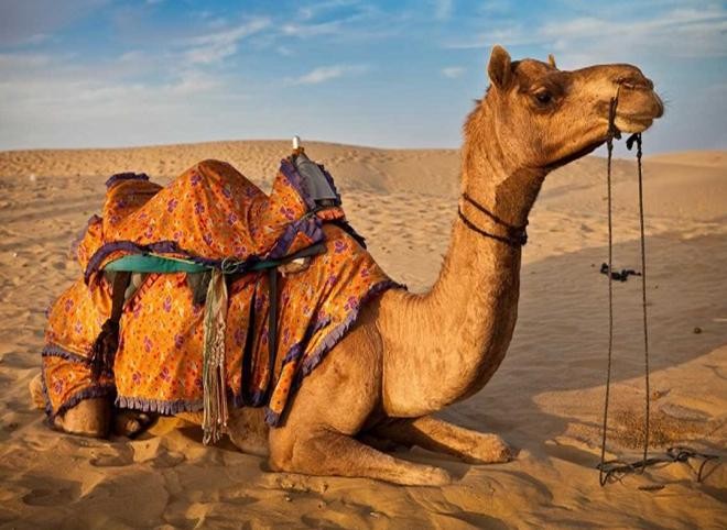 صورة: جمل يمتنع عن الطعام أكثر من شهر حدادا على شريكه"!