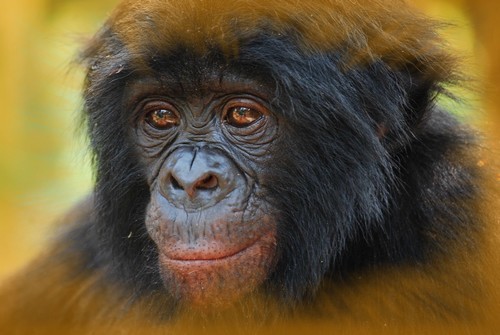 بالفيديو: شمبانزي يستخدم هاتفا ذكيا لتصفح "إنستغرام"