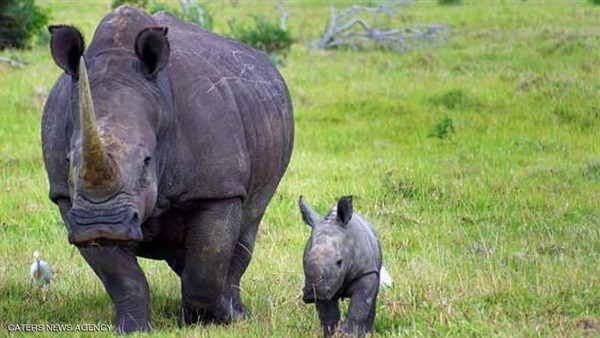 شاهدوابالفيديو: صياد حاول قتل "وحيد قرن" فلم يتبق منه سوى جمجمته وسرواله