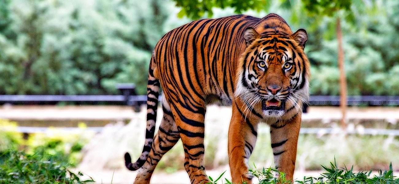 بالفيديو: نمر "فاشل" يضيع "فريسة" سهلة المنال