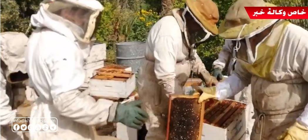 من إحدى مناحل رفح