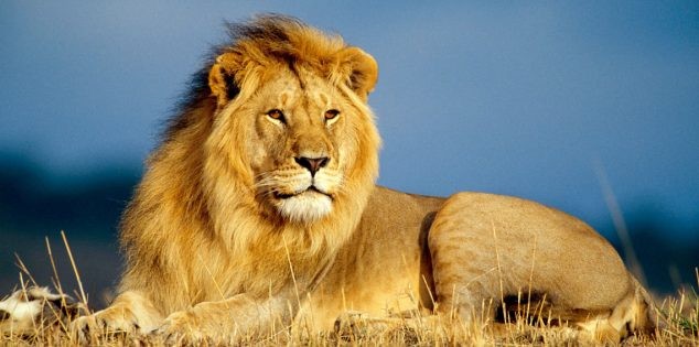 بالفيديو: أسد ينقض بوحشية على "مدربه" في حلبة السيرك