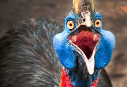 بالفيديو: تعرفوا على "الشبنم" اخطر طيور العالم على الانسان ؟