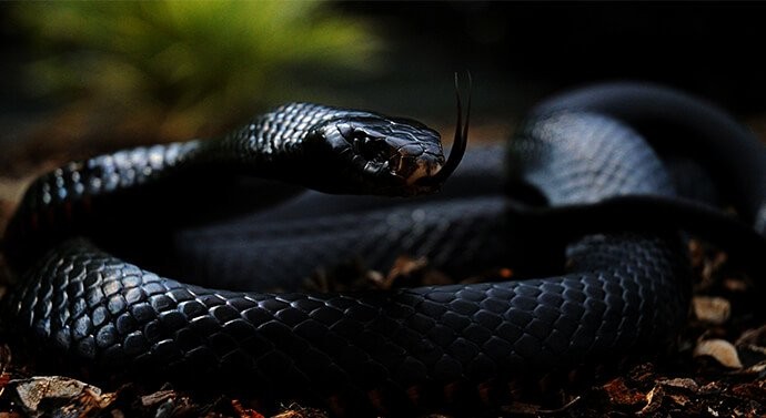 بالفيديو: لا يعرفون الخوف "صيادون" في مواجهة "الأفاعي" الأكثر فتكا في "العالم"