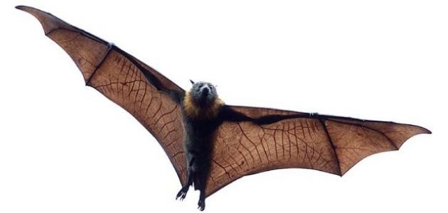 سبحان الله الخالق