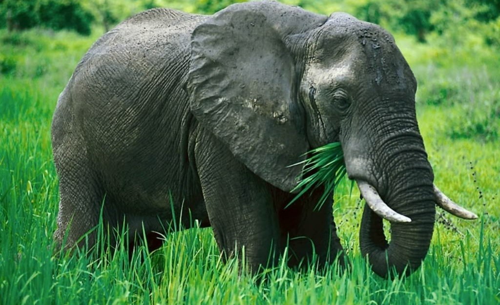 بسبب الغضب"أنثى فيل" تدهس رجلا حتى الموت