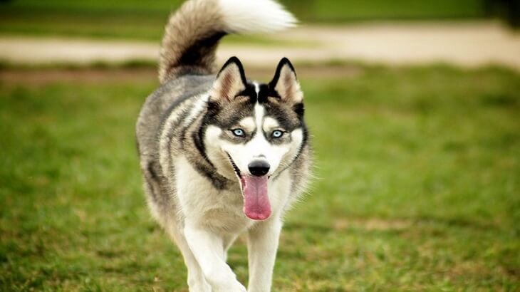 كلب يخبر صاحبته بإصابتها بالسرطان.. فكيف حدث ذلك؟