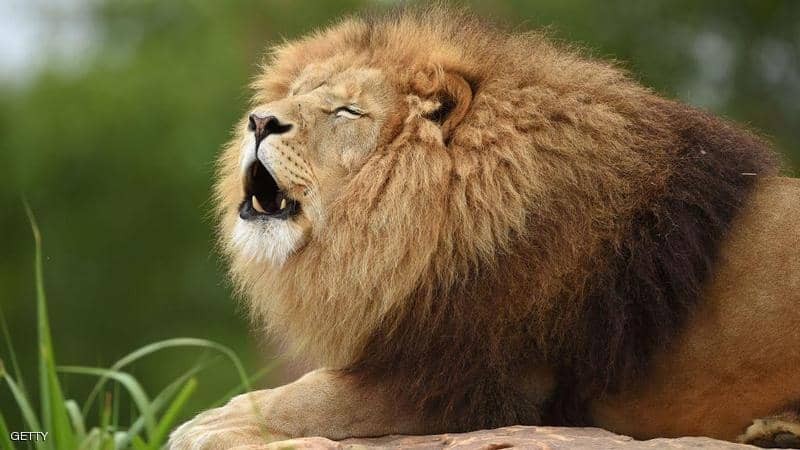 أسدان "هائجان" يرفضان وجبة اللحم ويفتكان بحاملها