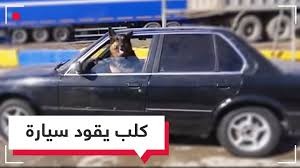 بالفيديو: كلب يقود "سيارة" في الشوارع؟