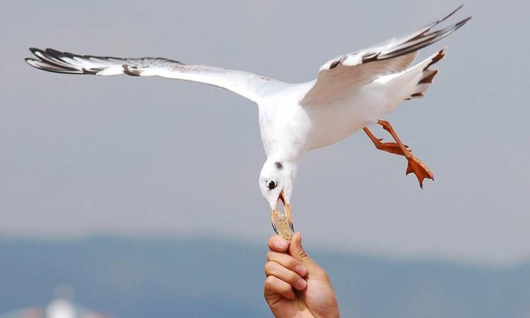 شاهدوابالفيديو : طائر النورس يسرق كاميرا لسائحين ويطير بها !!