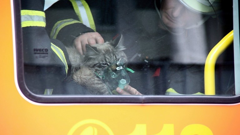 شاهدوا: إعادة هريرة إلى الحياة بواسطة كمامة الأكسجين!