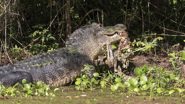 بالفيديو: غزال "يخرج" حيا من فكي تمساح جائع!