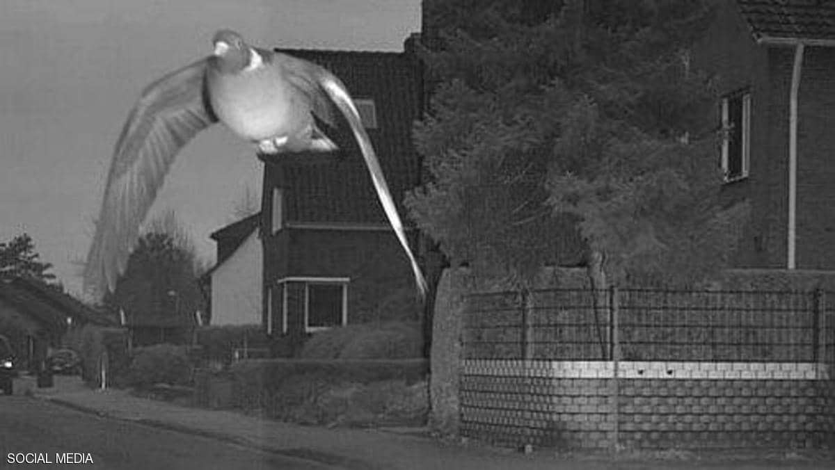 الشرطة الألمانية تخالف "حمامة" تجاوزت السرعة القانونية