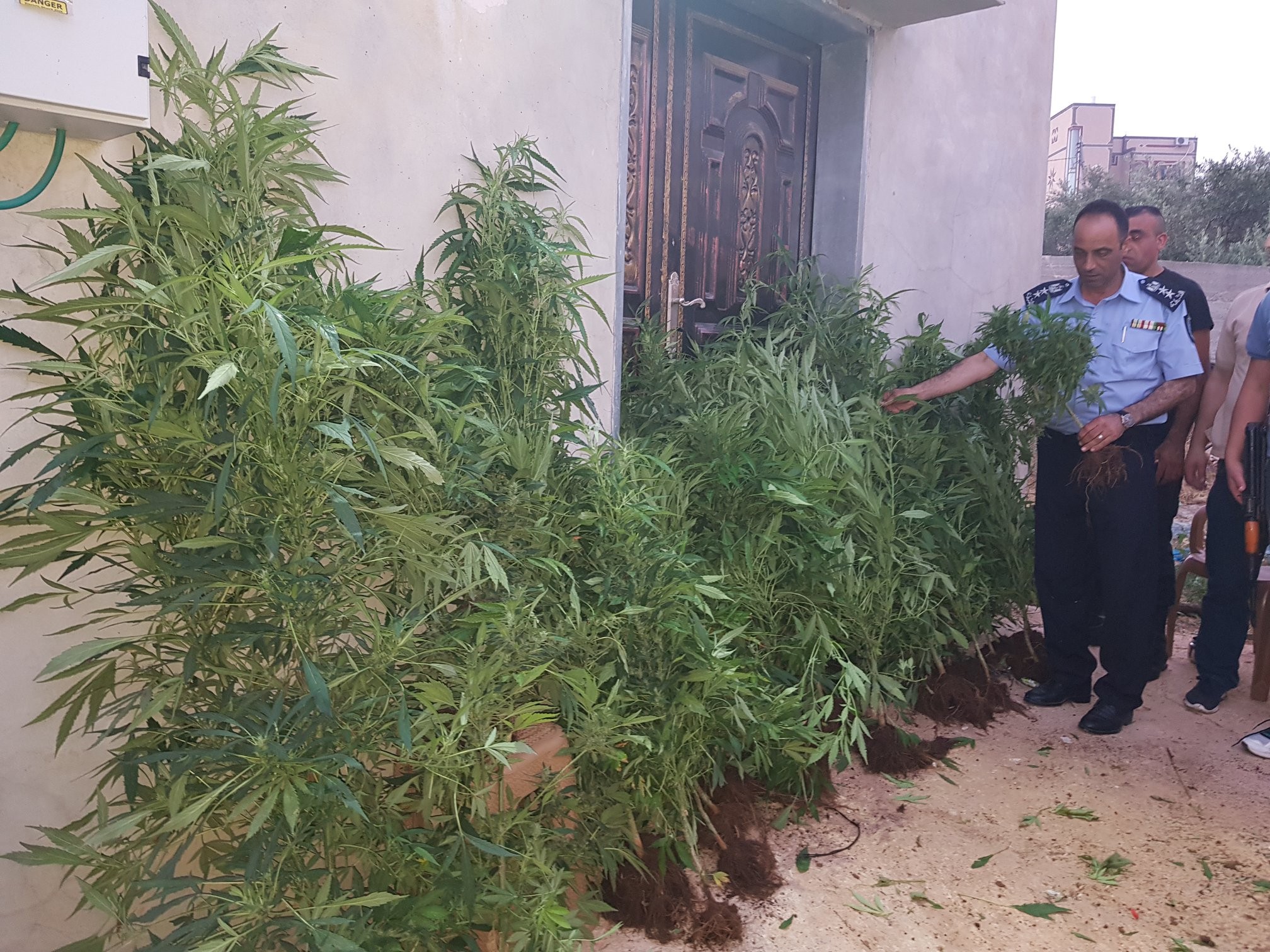 ضبط أشتال من الماريغوانا والقنب الهندي غرب سلفيت