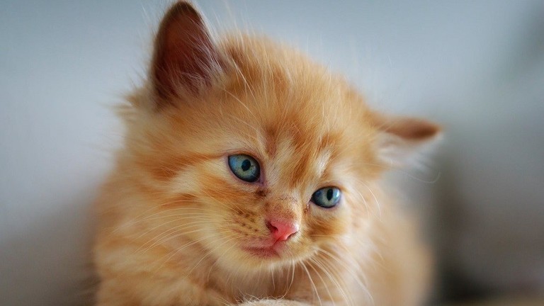 بالفيديو: بأطراف صناعية "قط " يمشي من جديد!