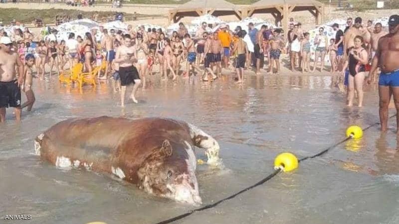 حالتان بـ9 أيام جثث الأبقار تثير الاشمئزاز بشواطئ تل أبيب