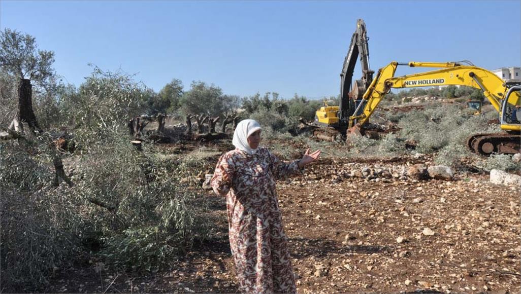 الاحتلال يقتلع عشرات أشجار الزيتون المُعمرة شرق الخليل