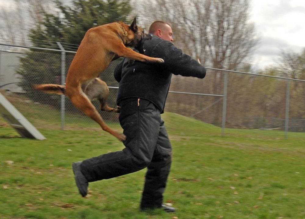 بالفيديو: كلاب تنقذ صاحبها من التعرض للسرقة!