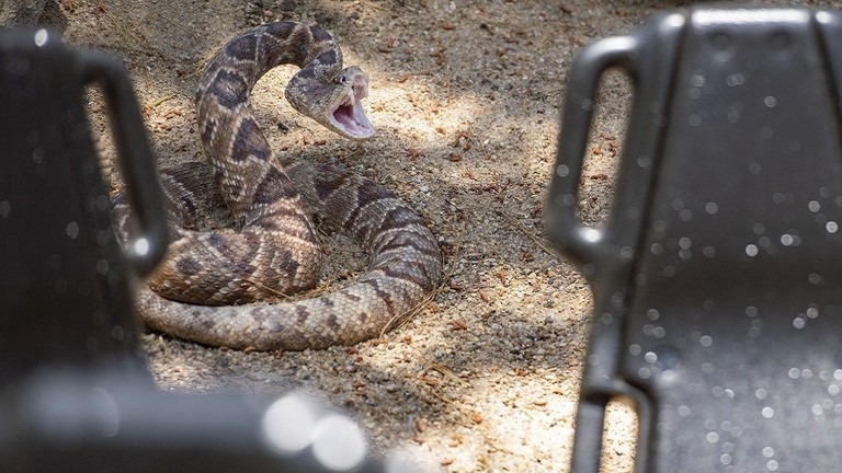 شاهدوا : شرطي ينقذ زوجين نائمين من لدغة أفعى مجلجلة!