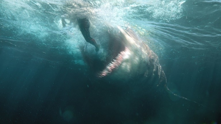 بالفيديو: سمكة قرش مفترسة تمزق أمريكيا أمام زوجته!