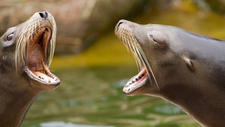 بالفيديو: أسد بحر عدواني يهاجم فتاة في أمريكا!