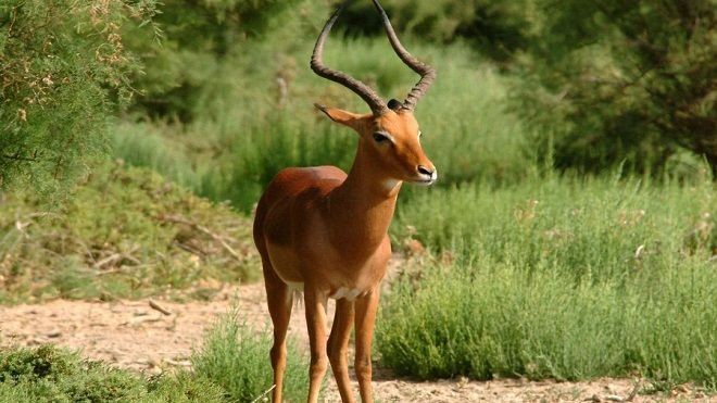 بالفيديو: رجل شجاع ينقذ غزالة من الغرق!